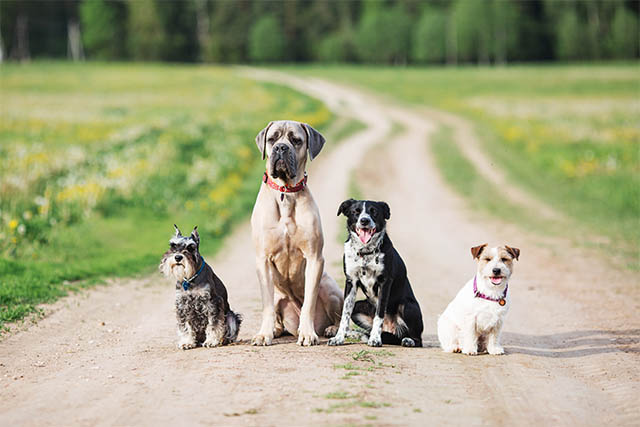 Кинологический Клуб Рублевка